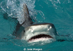 Tiger shark behind the boat. by Jane Morgan 
